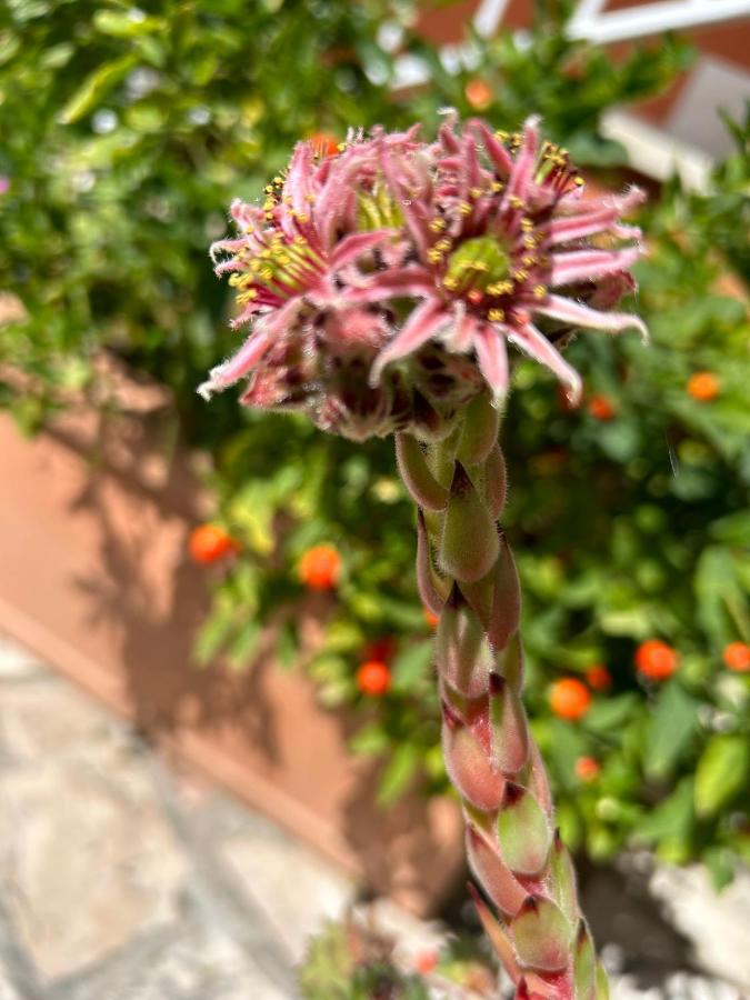 Casapatrizia B&B Sirmione Eksteriør bilde